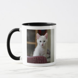 Taza Retrato de un gatito blanco, Suecia