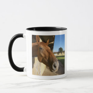 Taza Retrato del caballo, Swazilandia, Suráfrica