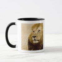 Retrato masculino del león (Panthera leo), Masai