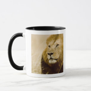 Taza Retrato masculino del león (Panthera leo), Masai