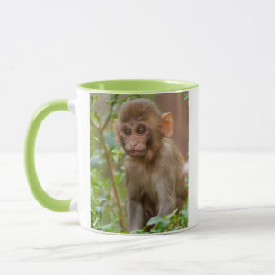 Taza Rhesus Monkey Baby, Templo de Mono, Jaipur