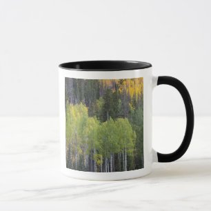 Taza Río Provo y árboles de álamo temblón