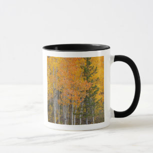Taza Río Provo y árboles de álamo temblón