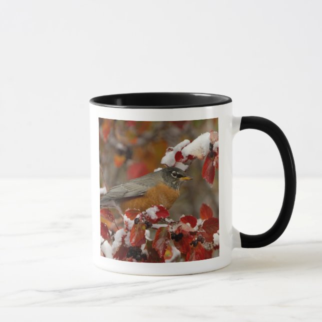 Taza Robin estadounidense masculino en Black Hawthorn (Derecha)