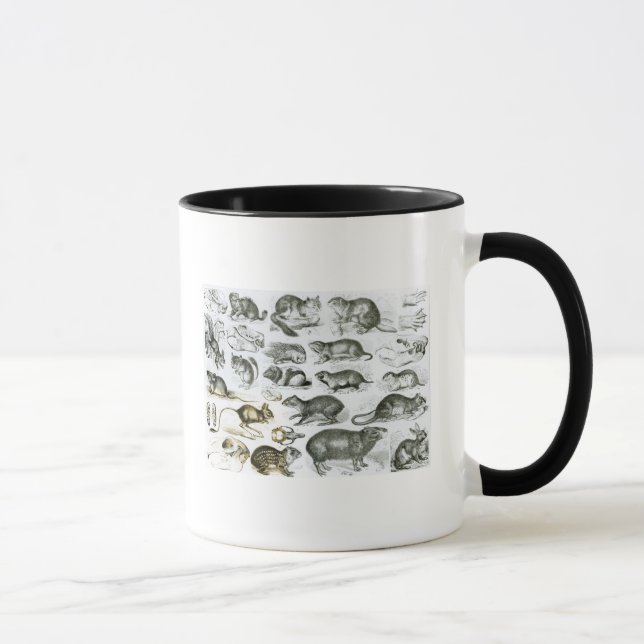 Taza Rodentia-Roedores o animales de roedura (Derecha)
