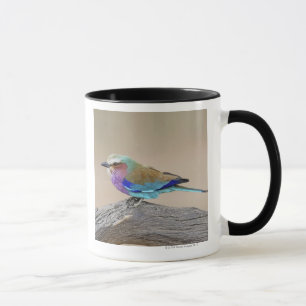 Taza Rodillo de la Lila-breasted (caudata del Coracias)