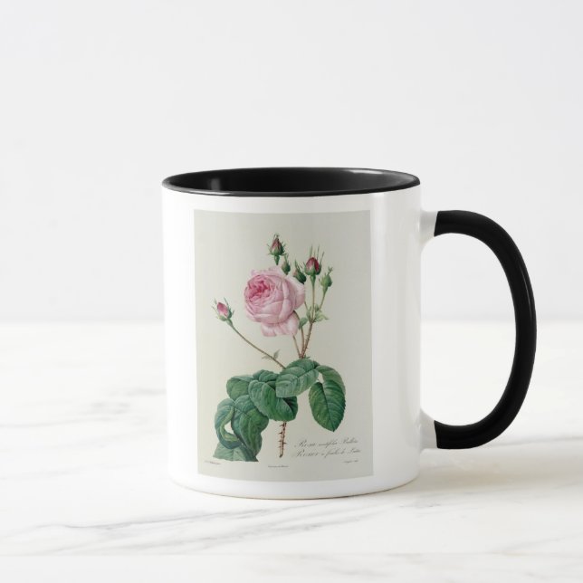Taza Rosa Centifolia Bullata (Derecha)