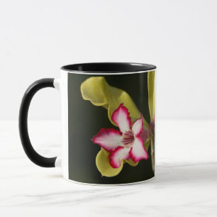 Taza Rosa del Desierto (Adenium Obesum), Sudáfrica