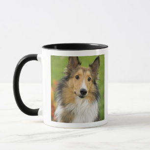 Taza Rough Collie, perro