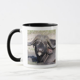 Taza Sabi enarena la conservación, provincia de