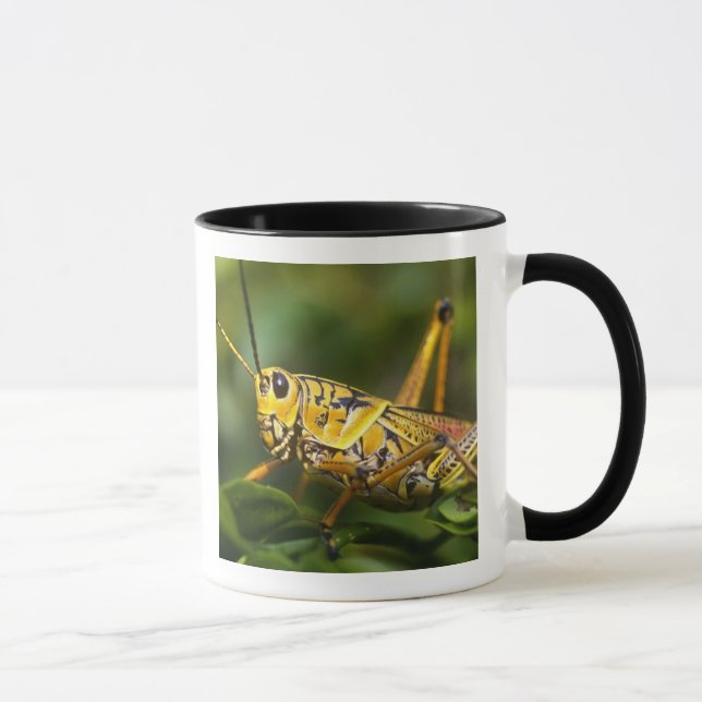 Taza Saltamontes, Parque Nacional Everglades, Florida, (Derecha)