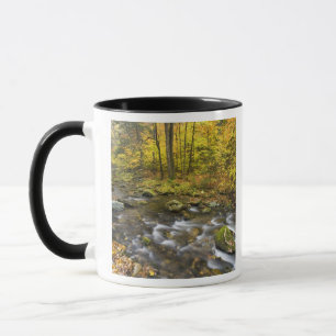 Taza Sanderson Brook. Bosque Estatal Chester-Blanford.