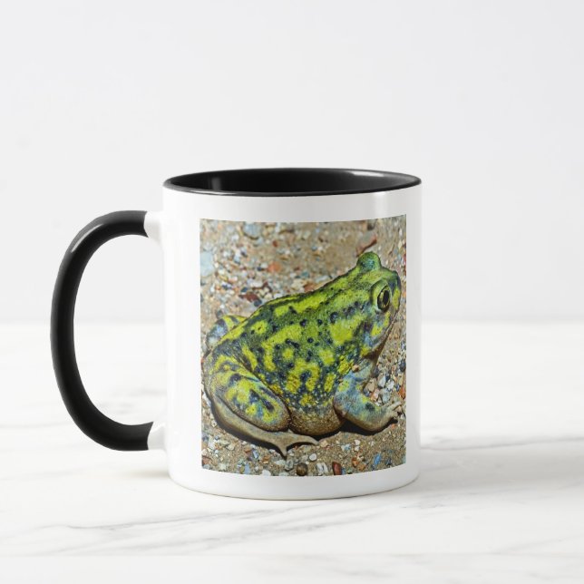 Taza Sapo de Spadefoot de un sofá (Izquierda)