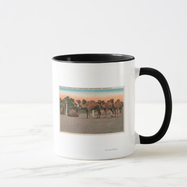 Taza Sarasota, Florida - Camellos en Ringling Bros (Derecha)