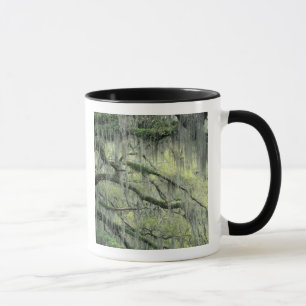 Taza Savannah, Georgia, roble vivo cubierto con