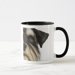 Taza Schnauzer miniatura, tiro del estudio, primer
