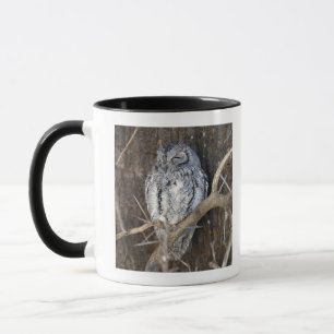 Taza Scops-Búho africano, parque nacional de Kruger,