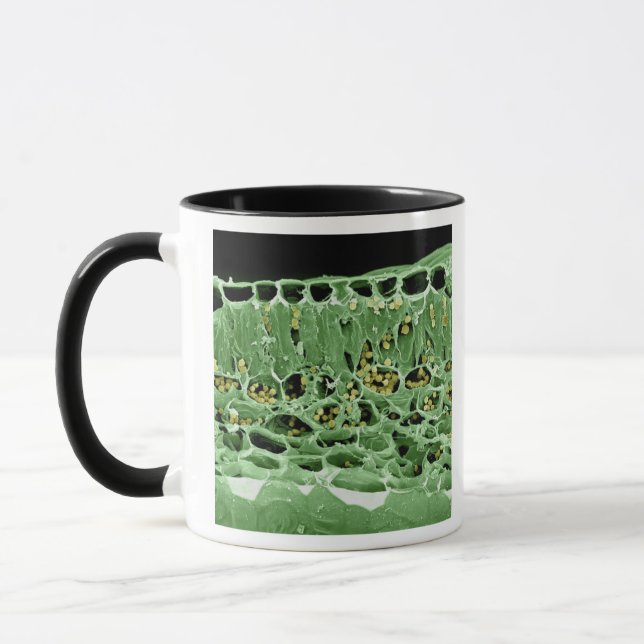Taza Sección representativa de la hoja (Izquierda)