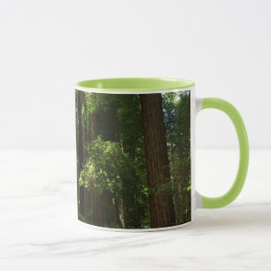 Taza Secuoyas y helechos en el Parque Nacional Redwood