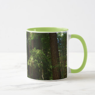 Taza Secuoyas y helechos en el Parque Nacional Redwood