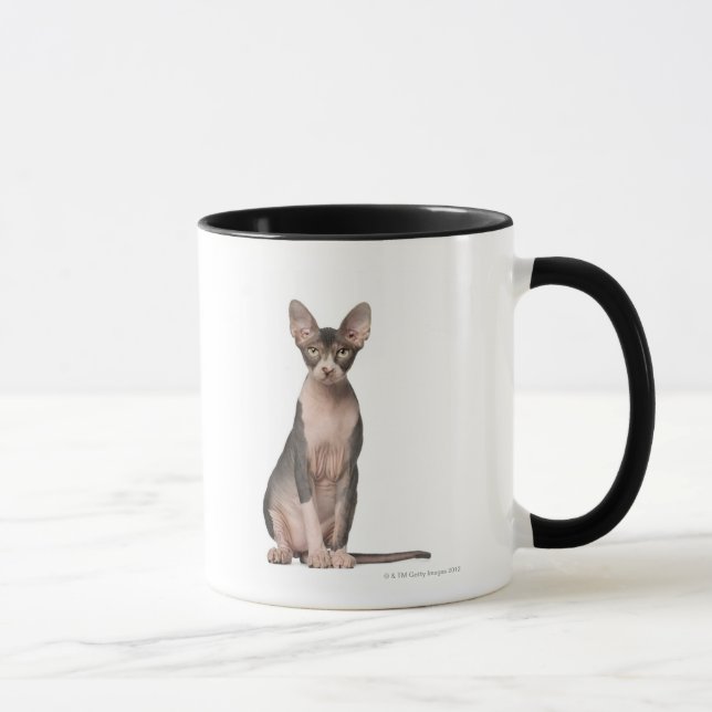 Taza Sentada de Sphynx (7 meses) (Derecha)