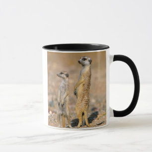 Taza Sentinelas de suricata (Suricata suricatta), Karas