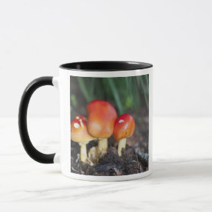 Taza seta de la familia Amanita