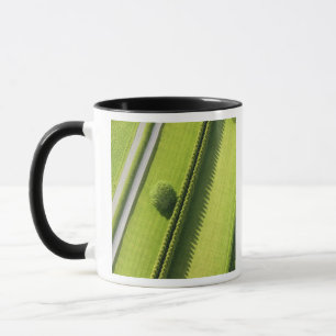 Taza Seto en el Hamptons