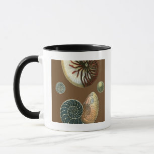 Taza Shell de cacao