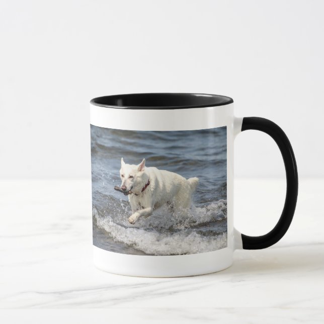 Taza Shepard alemán blanco en el lago George (Derecha)