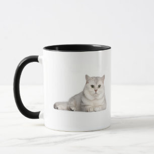 Taza Shorthair británico (2 años) que miente en frente