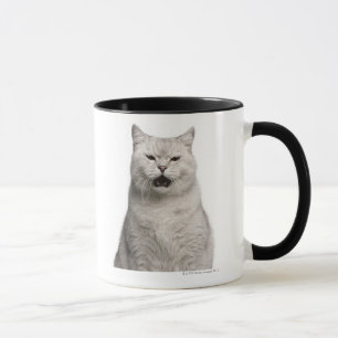 Taza Shorthair británico (4 años)