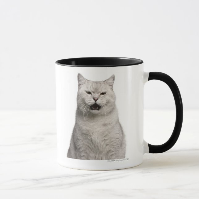 Taza Shorthair británico (4 años) (Derecha)
