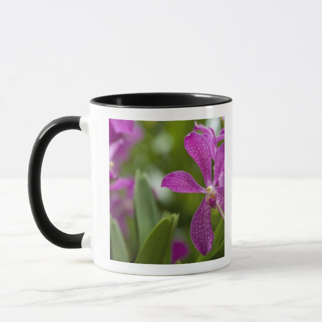Taza Singapur (sánscrito para Ciudad León). Nacional (Izquierda)