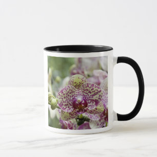 Taza Singapur (sánscrito para Ciudad León). Nacional