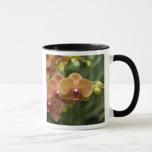 Taza Singapur (sánscrito para Ciudad León). Nacional 2