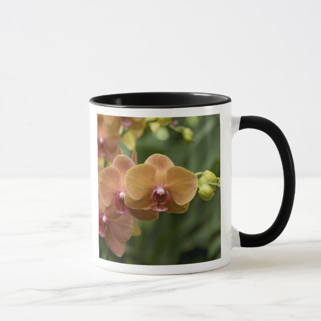 Taza Singapur (sánscrito para Ciudad León). Nacional 2 (Derecha)