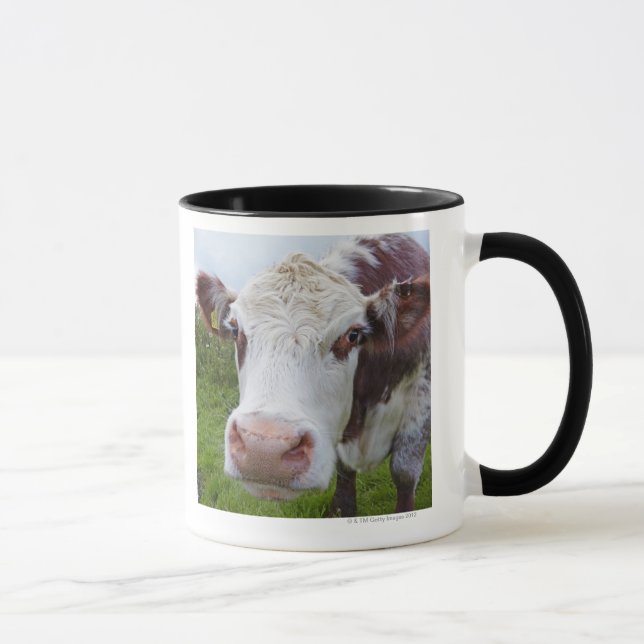 Taza Sola vaca peerring en cámara (Derecha)