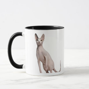Taza Sphynx (13 meses)
