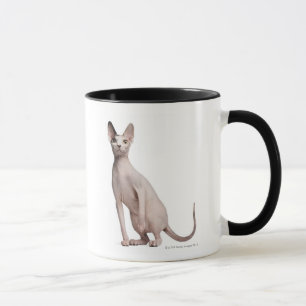 Taza Sphynx (13 meses)