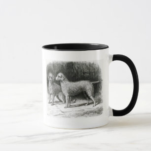 Taza Sr. F. Armstrong de los terrieres de Bedlington
