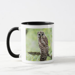 Taza Sub-adulto que deja recientemente la jerarquía
