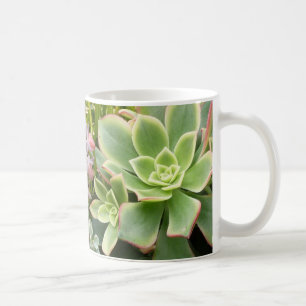 Taza suculenta del jardín