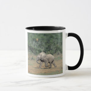 Taza Sudáfrica, Parque Nacional Addo Elephant. Bebé