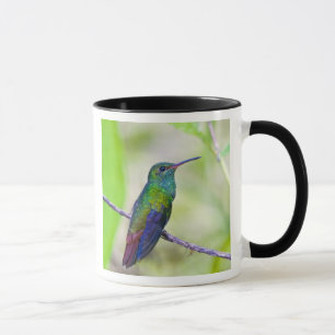 Taza Sudamérica, Costa Rica, Sarapiqui, La Selva