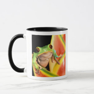Taza Sudamérica, Ecuador, Amazonas. Rana arbórea