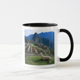Taza Sudamérica, Perú. Una llama descansa en una colina