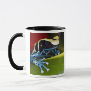 Taza Sudamérica, República de Surinam. Detalle