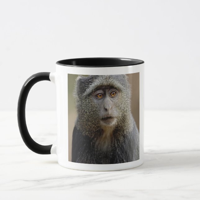 Taza Sykes o mono azul, Cercopithecus mitis, (Izquierda)