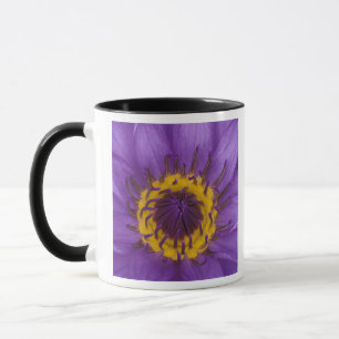 Taza Tailandia, Bangkok, Loto púrpura y amarillo